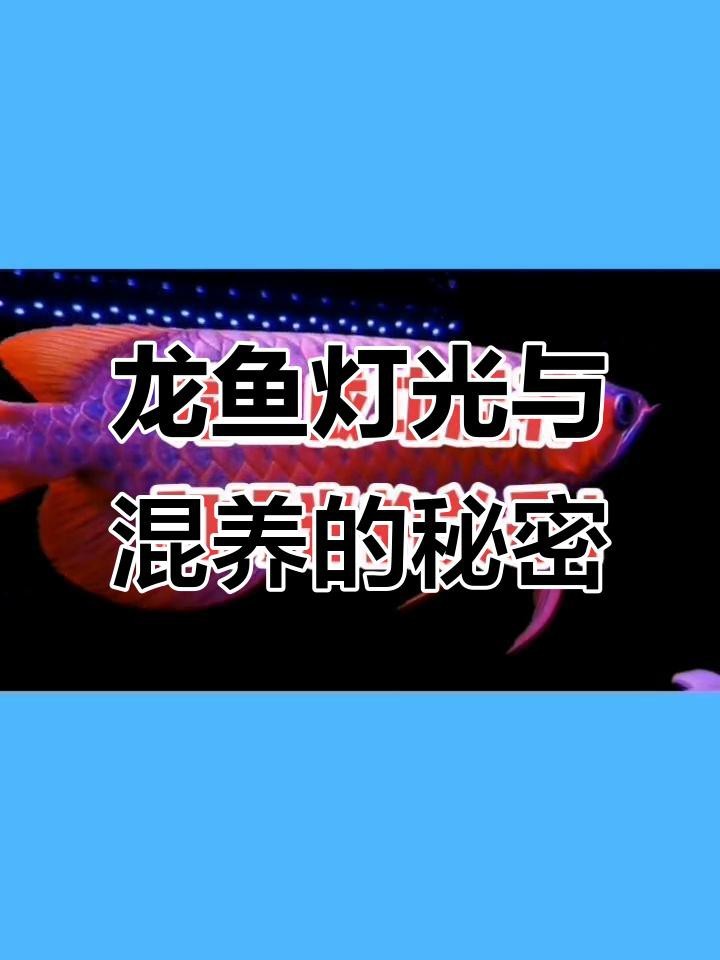 龍魚燈光擺放有哪些常見誤區？ 龍魚燈光擺放有哪些常見誤區？ 龍魚論壇 第9張