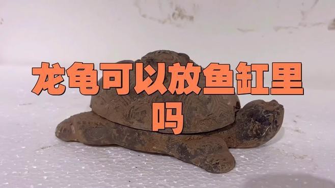 魚缸上放龍龜有哪些禁忌