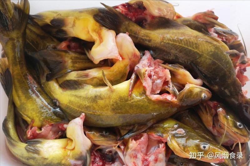 十大頂級淡水魚