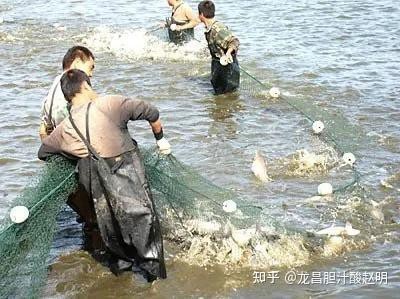 水鼻子魚價格表2025