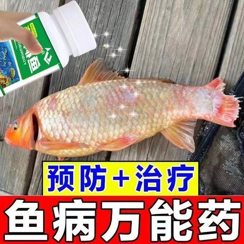 龍魚身上有白色絮狀物用什么藥好呢圖片