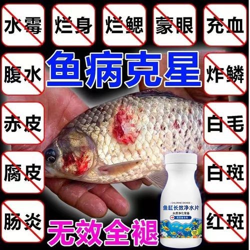 龍魚身上有白色絮狀物用什么藥好呢圖片