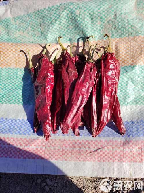 紅龍魚辣椒品種的價(jià)格是多少？