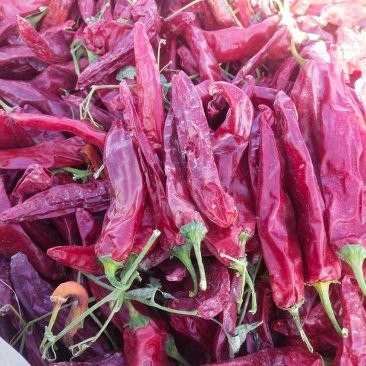 紅龍魚辣椒品種的價(jià)格是多少？