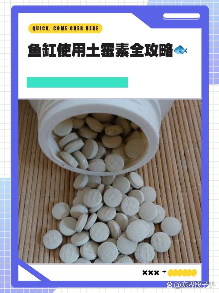 龍魚下土霉素藥三天 龍魚下土霉素藥三天 龍魚論壇 第8張