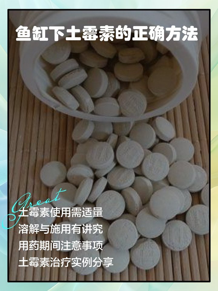 龍魚下土霉素藥三天 龍魚下土霉素藥三天 龍魚論壇 第9張