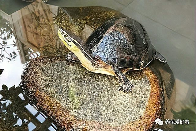 龍龜放魚缸有哪些禁忌？