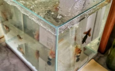 魚缸里的水發黃怎么辦？（如何正確使用活性炭凈化水質）