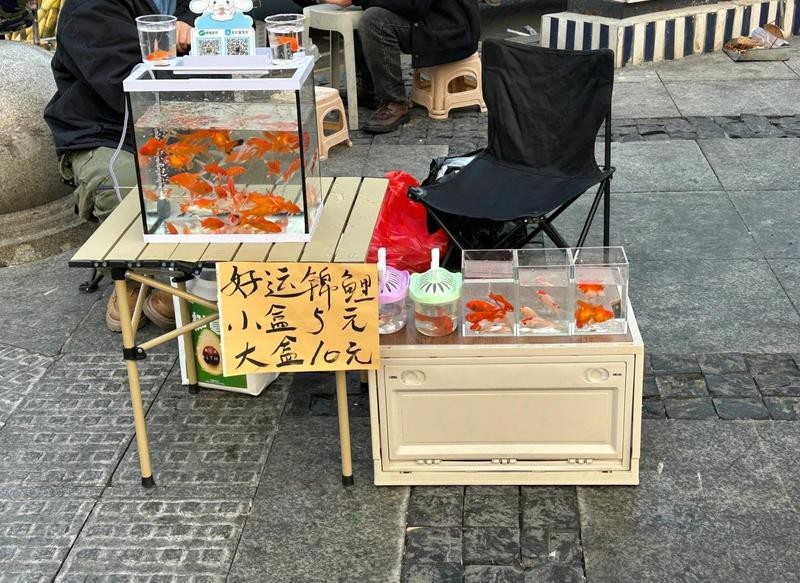 金魚批發(fā)100條一毛
