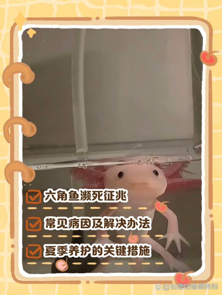 小火龍蠑螈快死的征兆