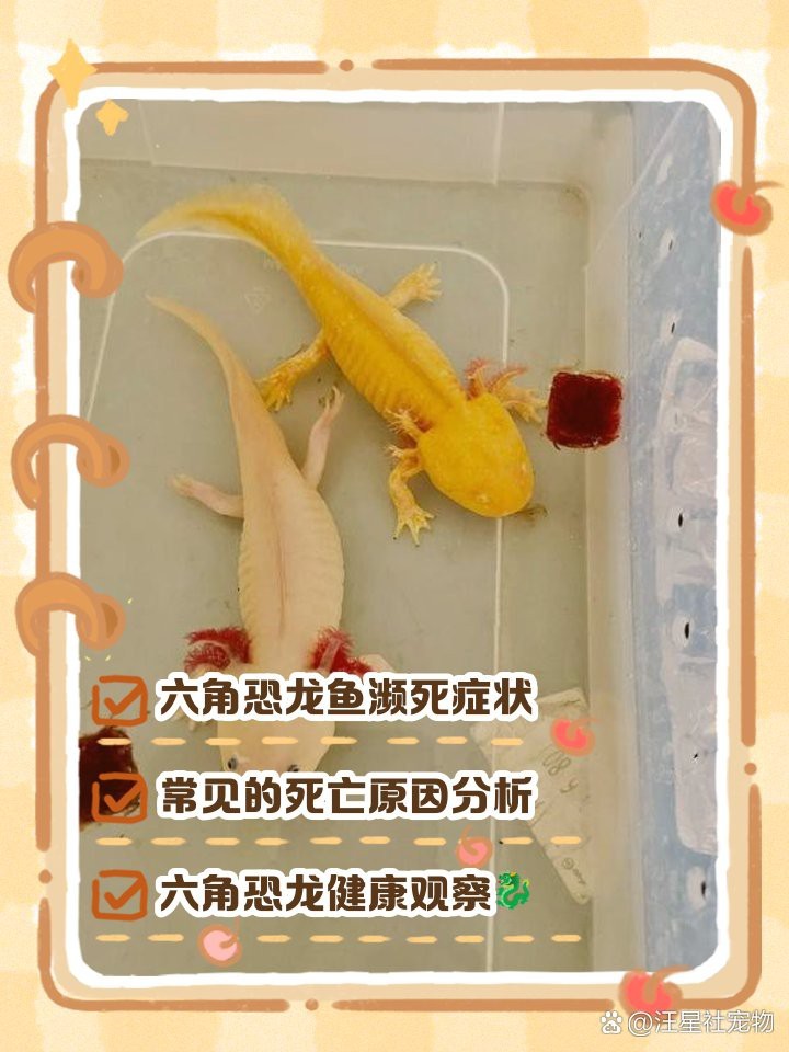 小火龍蠑螈快死的征兆