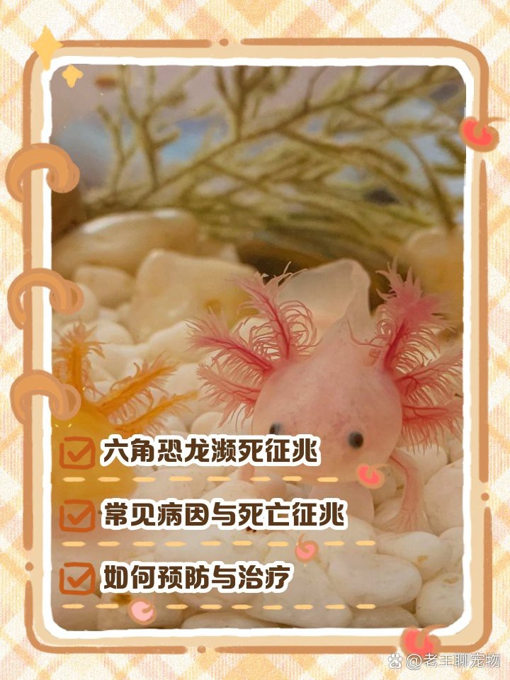 小火龍蠑螈快死的征兆