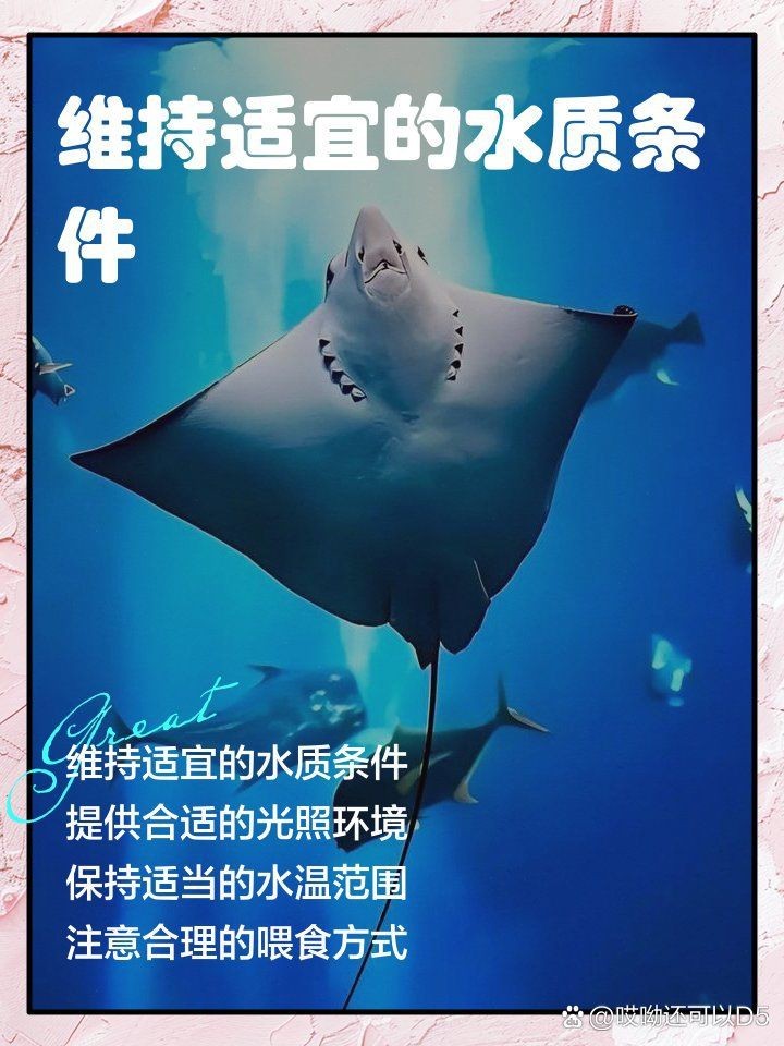 皇冠黑白魟魚不吃食怎么辦