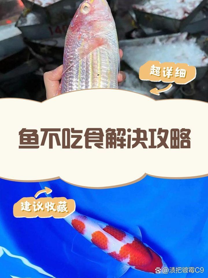 皇冠黑白魟魚不吃食怎么辦