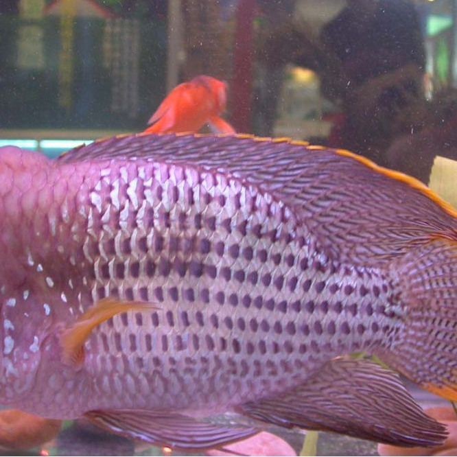 紅尾皇冠魚能長多大