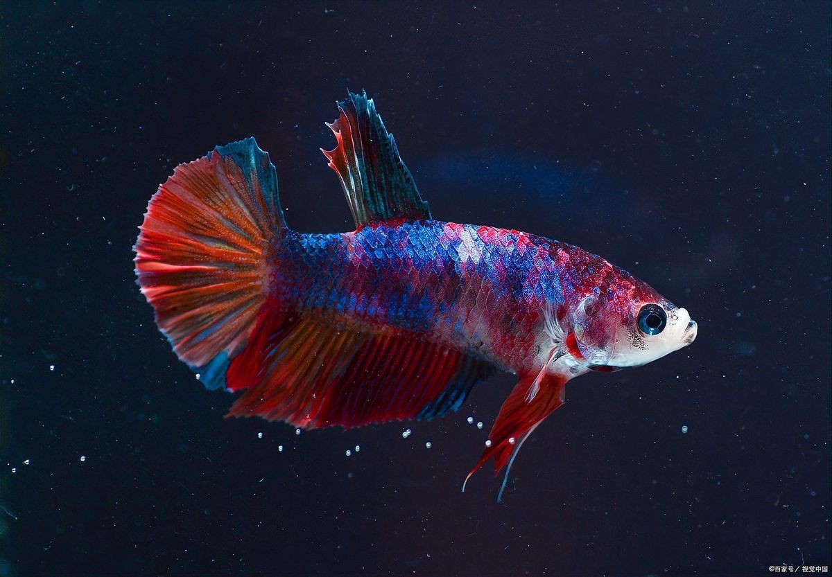 紅尾皇冠魚能長多大
