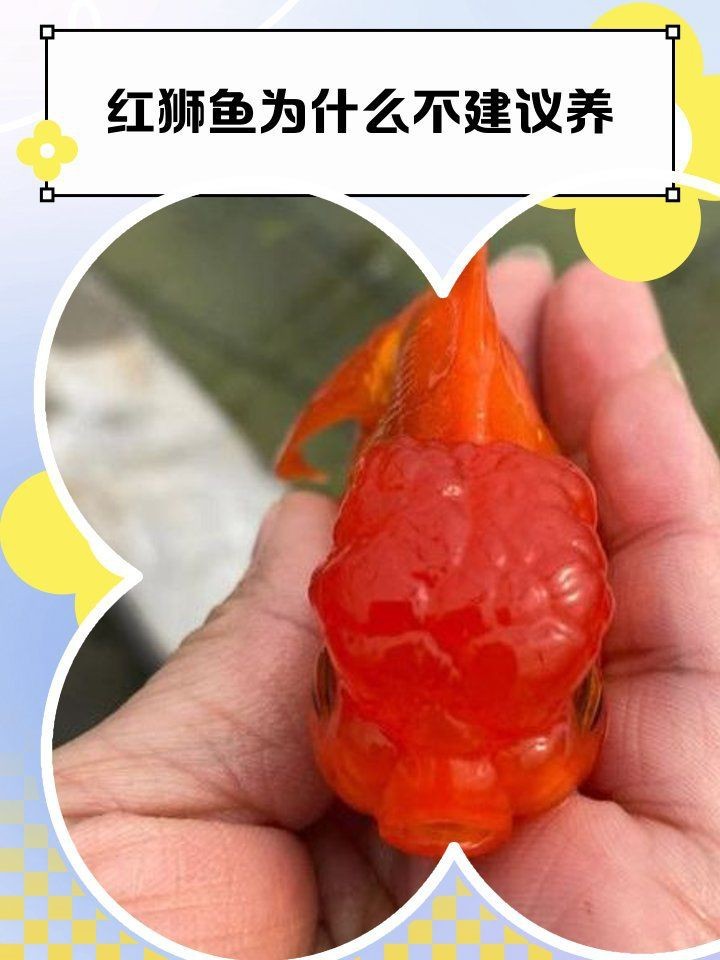紅獅魚為什么不建議養