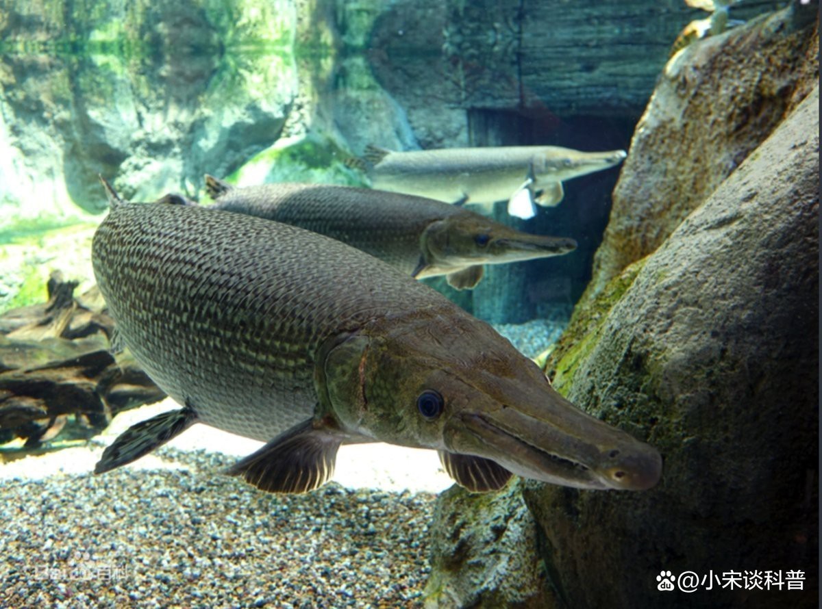 鱷雀鱔吃死魚嗎