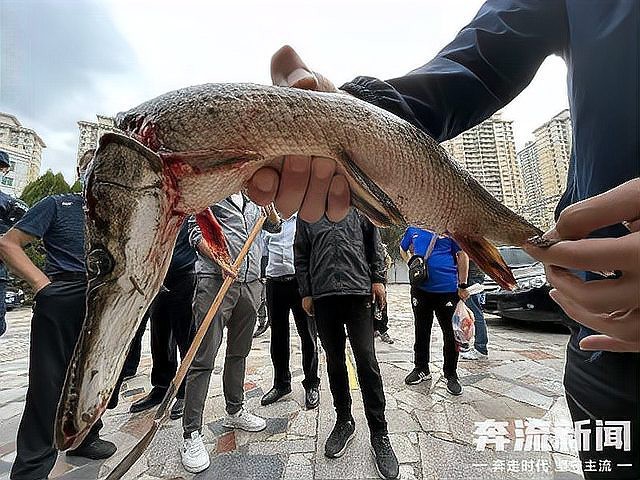 鱷雀鱔吃死魚嗎