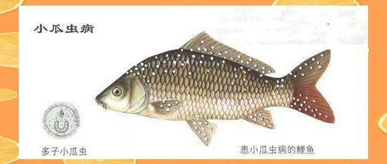 魟魚的白點越來越黃 魟魚的白點越來越黃 龍魚論壇 第5張