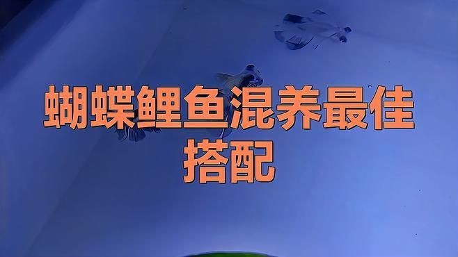蝴蝶魚能和什么魚混養