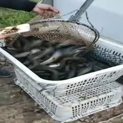 附近哪里有黑魚苗出售