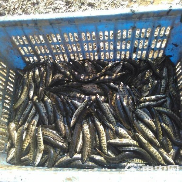 附近哪里有黑魚苗出售