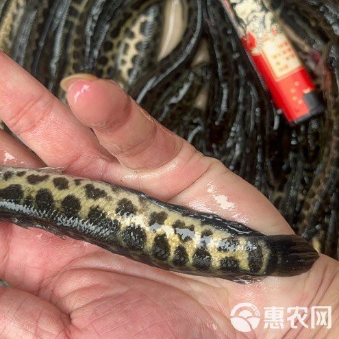 附近哪里有黑魚苗出售