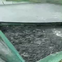 附近哪里有黑魚苗出售