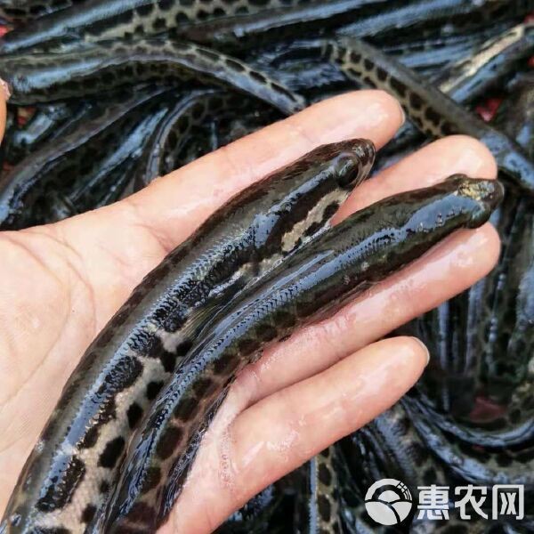 附近哪里有黑魚苗出售
