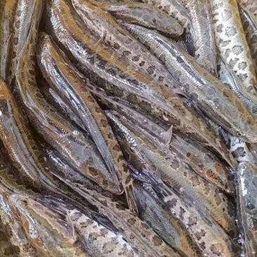 附近哪里有黑魚苗出售