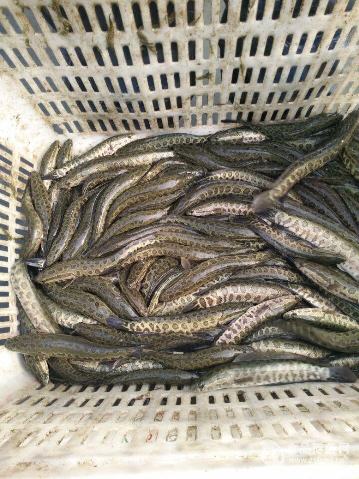 附近哪里有黑魚苗出售