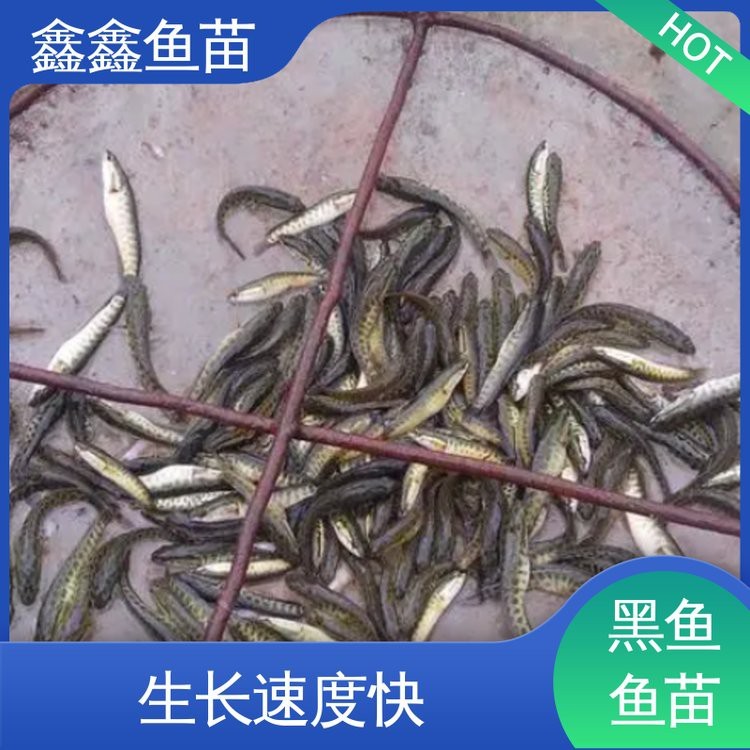 附近哪里有黑魚苗出售