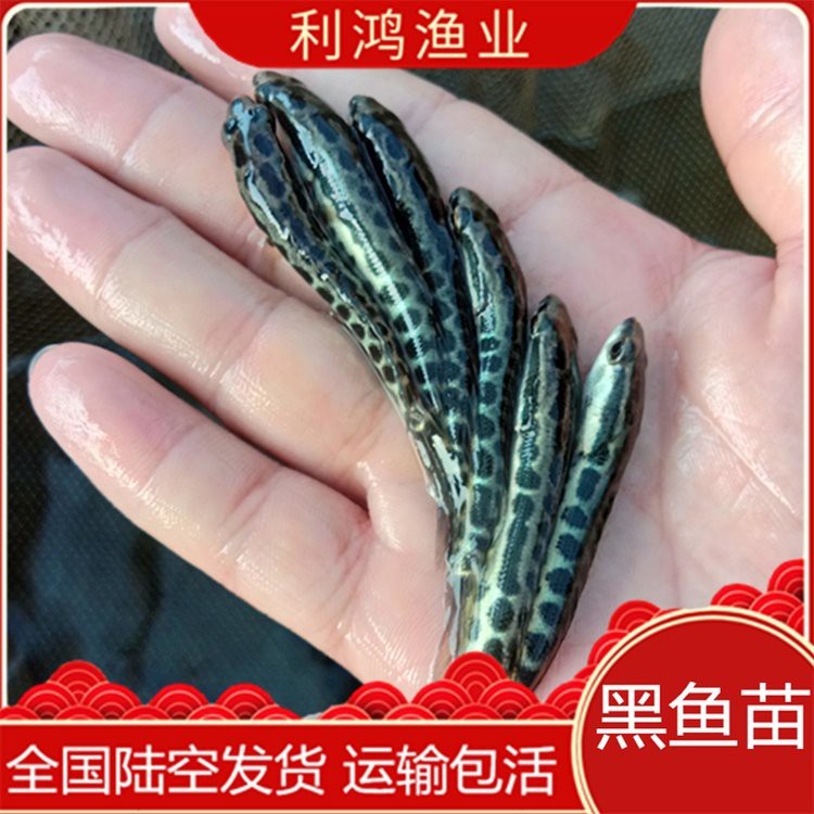 附近哪里有黑魚苗出售