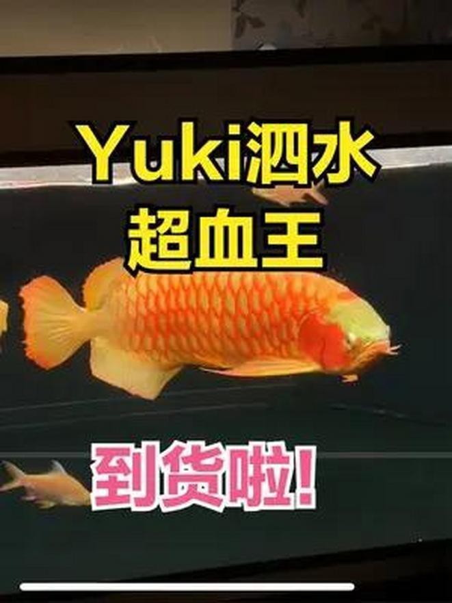 泗水龍魚直播官網(wǎng)入口