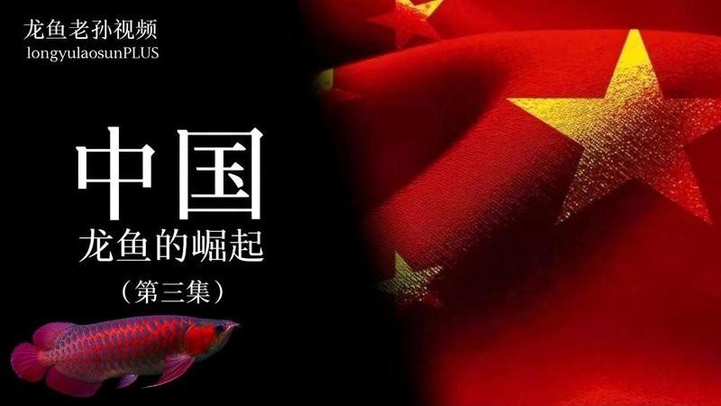 泗水龍魚直播官網(wǎng)入口