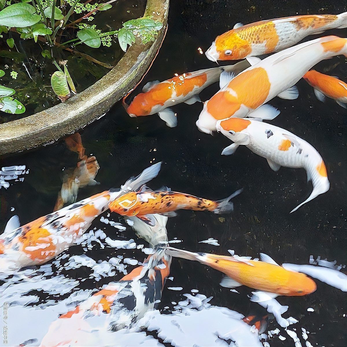 1米2缸最大能養(yǎng)多大錦鯉