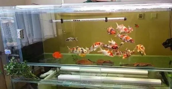 1米2缸最大能養(yǎng)多大錦鯉