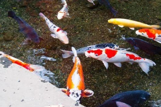 1米2缸最大能養(yǎng)多大錦鯉