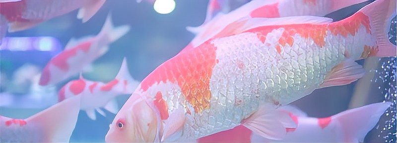 1米2缸最大能養(yǎng)多大錦鯉