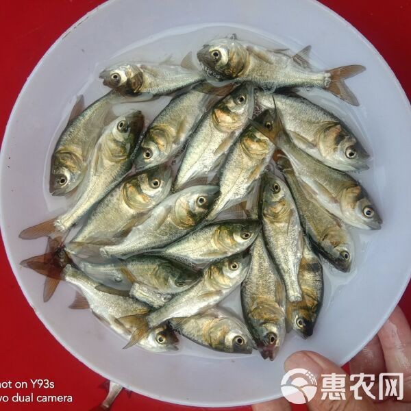 如何判斷雷龍魚是否患有腹水，如何判斷雷龍魚是否患有腹水？