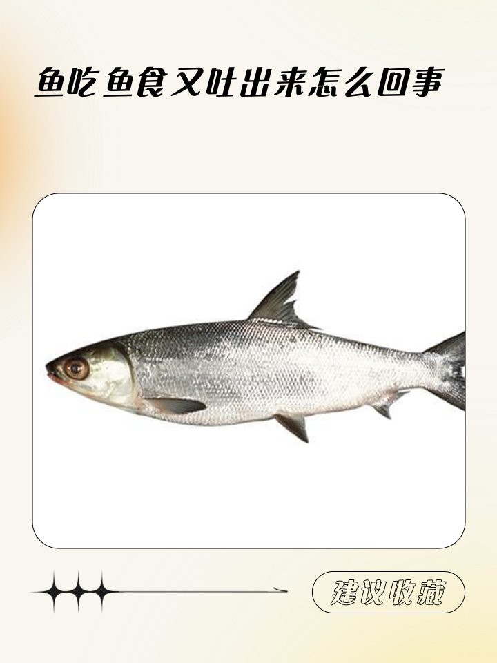 魚反復(fù)吃食又吐出來 魚反復(fù)吃食又吐出來 龍魚論壇 第2張