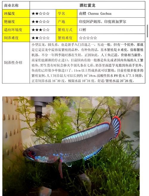 這兩種雷龍魚的價格差異大嗎？