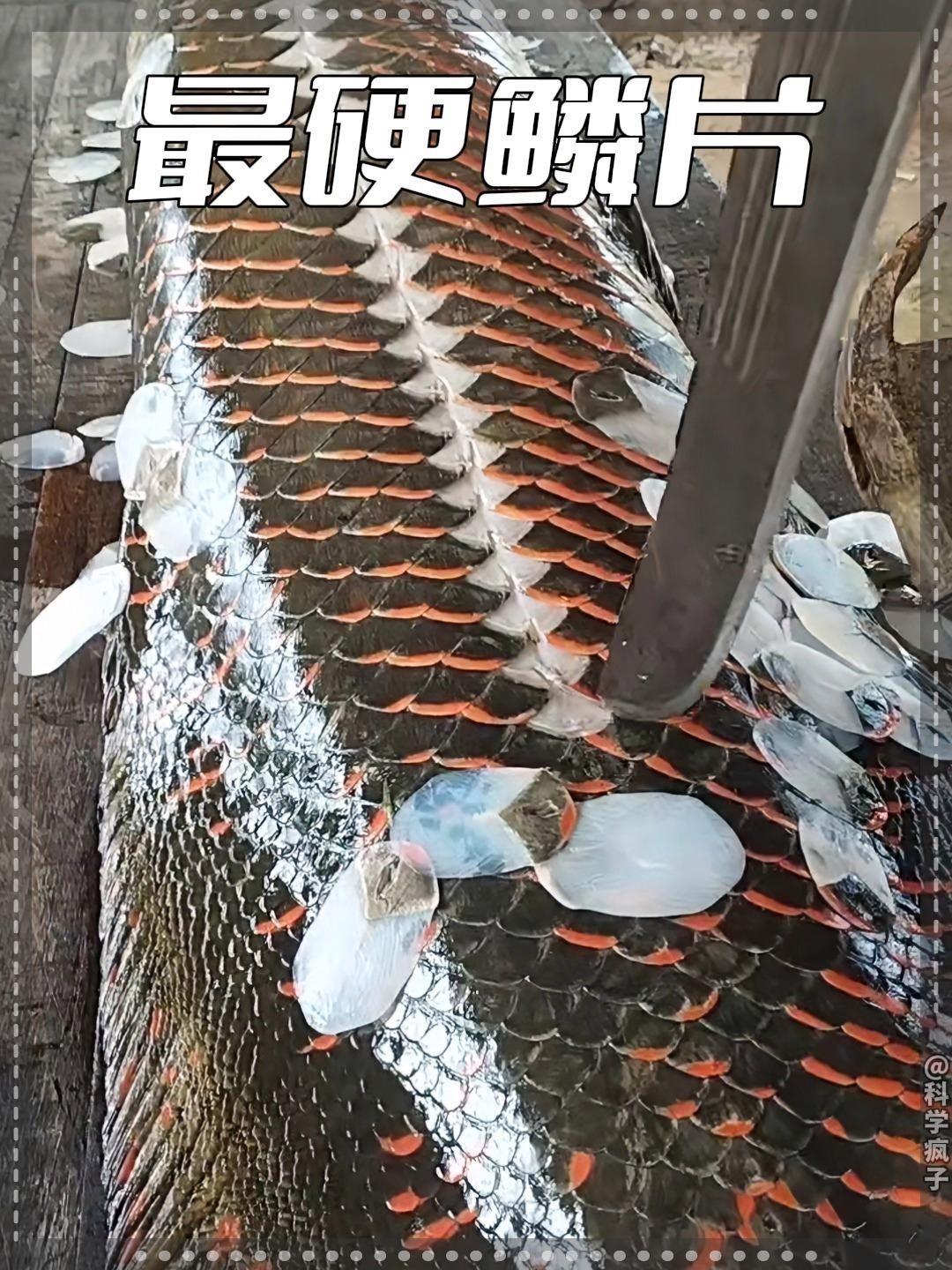 鱷雀鱔尖嘴鱷屬于什么檔次 鱷雀鱔尖嘴鱷屬于什么檔次 龍魚論壇 第2張