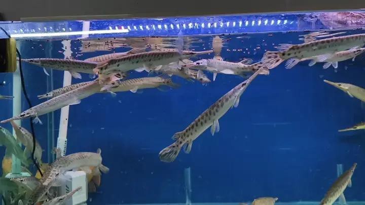 鱷雀鱔尖嘴鱷屬于什么檔次 鱷雀鱔尖嘴鱷屬于什么檔次 龍魚論壇 第6張