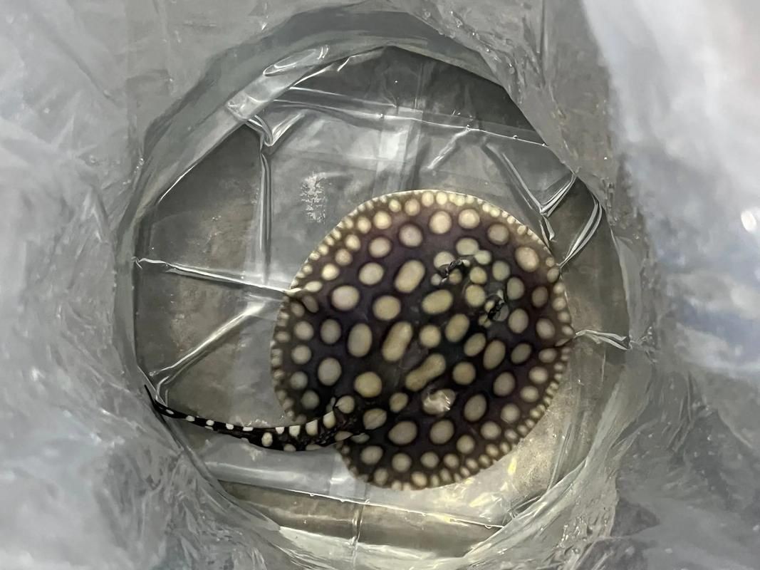 魟魚(yú)懷孕的跡象圖片