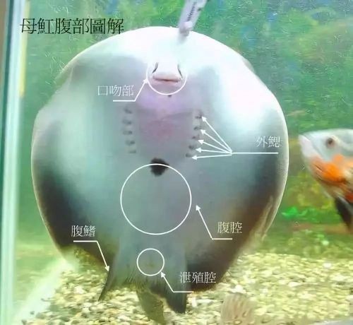 魟魚(yú)懷孕的跡象圖片