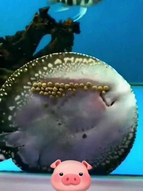 魟魚(yú)懷孕的跡象圖片