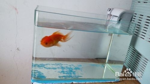 銀龍魚最喜歡吃什么（銀龍魚最喜歡吃什么食物）