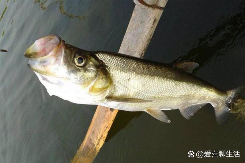 翹嘴魚多少錢一斤